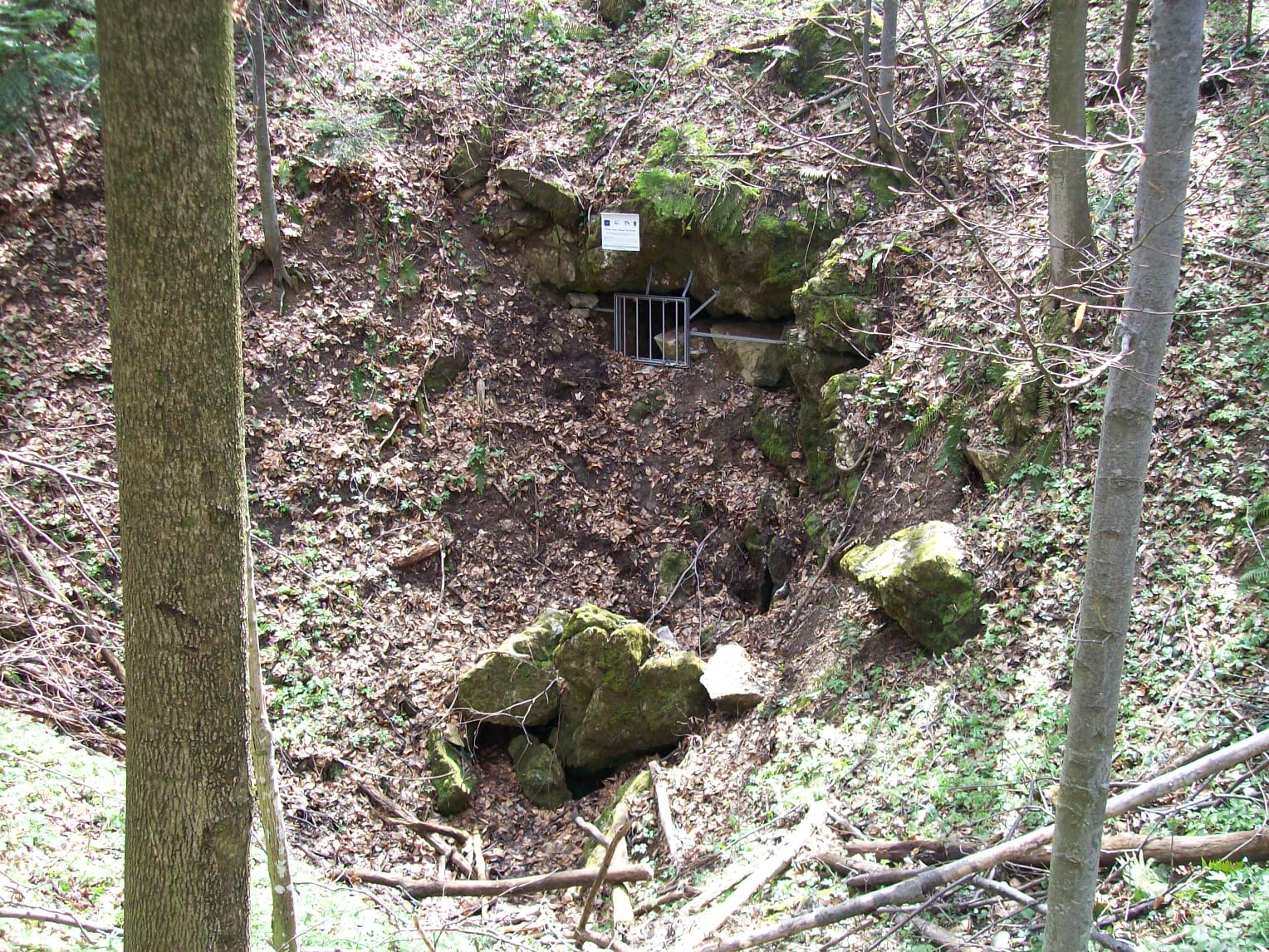 Avenul Verde - Image 1